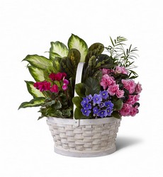 The FTD Peaceful Garden Planter from Parkway Florist in Pittsburgh PA